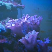 Coralli Sinularia Brasicca