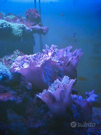 Coralli Sinularia Brasicca