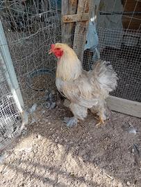 Galline bramha