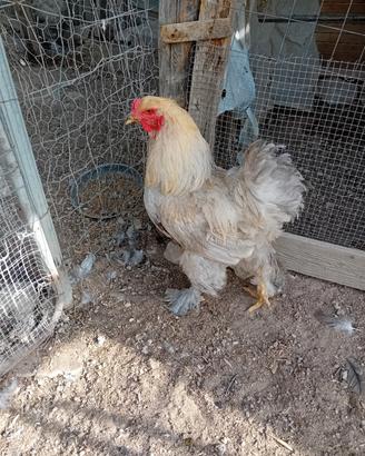 Galline bramha