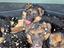 Immagine 3