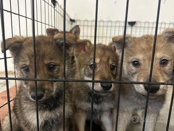 Cane lupo cecoslovacco