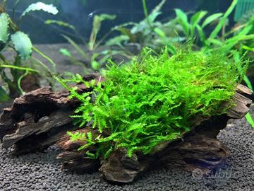 Singapore Moss