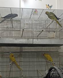 Coppie parrocchetto dal collare