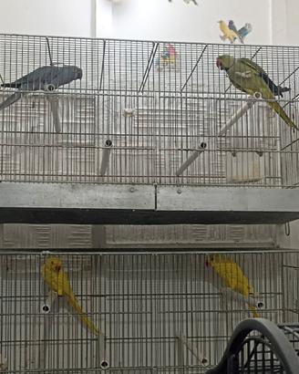 Coppie parrocchetto dal collare