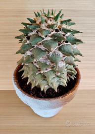 Cactus Ariocarpus Retusus 