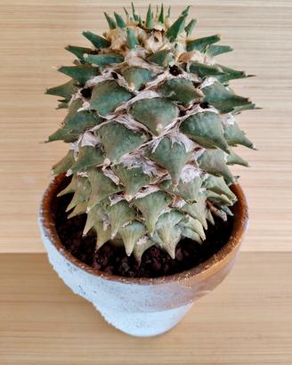 Cactus Ariocarpus Retusus 