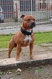 Staffordshire bull terrier