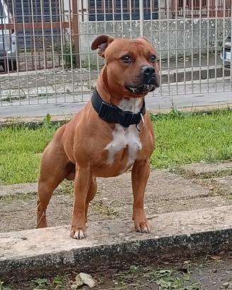 Staffordshire bull terrier