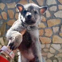 Cuccioli cane lupo cecoslovacco