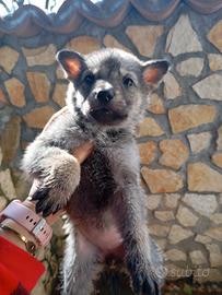 Cuccioli cane lupo cecoslovacco