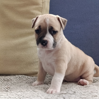 Cucciolo di american staffordshire terrier