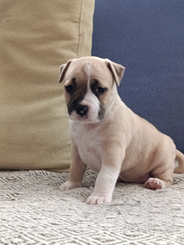 Cucciolo di american staffordshire terrier