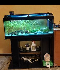 Acquario