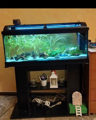 Acquario