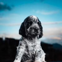Cocker spaniel inglese