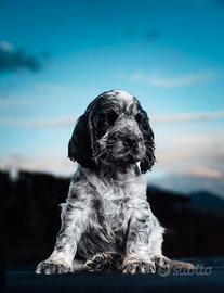 Cocker spaniel inglese