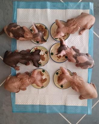 Sphynx Elf straigh