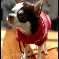 Chihuahua maschio da monta