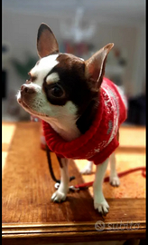 Chihuahua maschio da monta