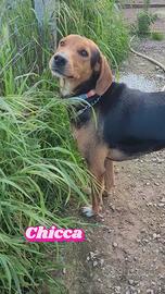 Nocciolina/Nerina mix segugio