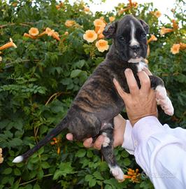 Cuccioli di boxer