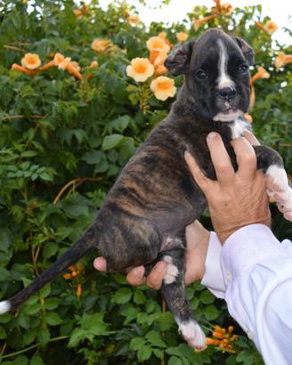Cuccioli di boxer