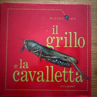 Il grillo e la cavalletta Motta junior