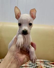 Cuccioli di American Hairless terrier( cane nudo)