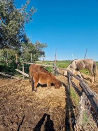 Pony minipony femmina