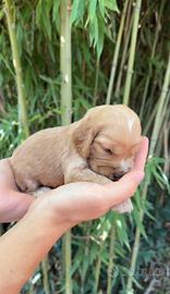 Cuccioli cocker spaniel inglese