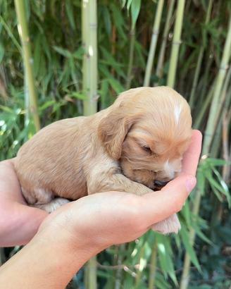 Cuccioli cocker spaniel inglese