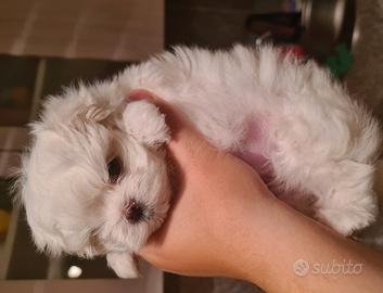 Maltese cuccioli disponibili