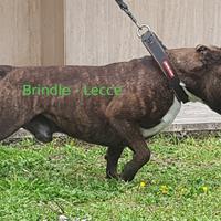 Staffordshire bull terrier maschio per monta