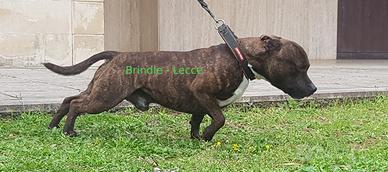 Staffordshire bull terrier maschio per monta