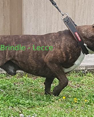Staffordshire bull terrier maschio per monta