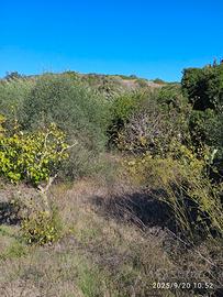 Terreno Agricolo