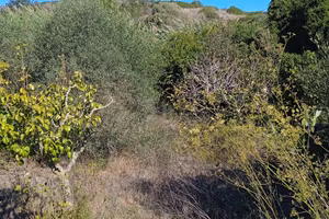 Terreno Agricolo