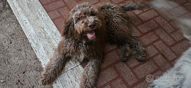 Lagotto