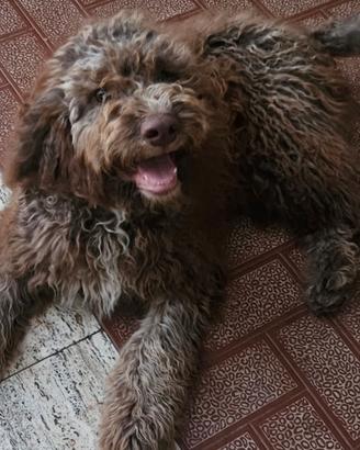 Lagotto