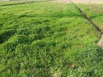Terreno di 650 m² con 1 locale a Porcari