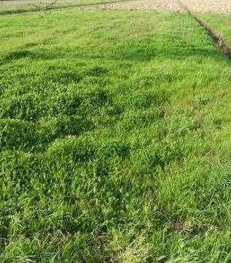 Terreno di 650 m² con 1 locale a Porcari