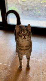 Adozione eliot in casa: perfetto per famiglia