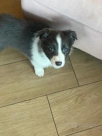 ULTIMO CUCCIOLETTO Border collie
