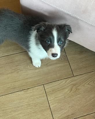 ULTIMO CUCCIOLETTO Border collie