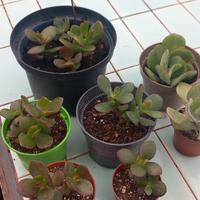 Piante succulente crassula ovata e arborescens