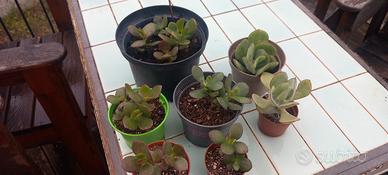 Piante succulente crassula ovata e arborescens