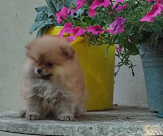Cuccioli di Spitz Tedesco Nano di Pomerania