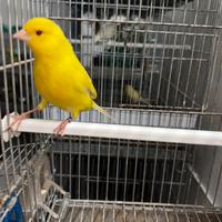 Canari