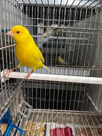 Canari